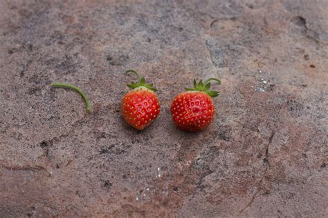 Free Images Fruit Leaf Flower Food Produce Soil Strawberry