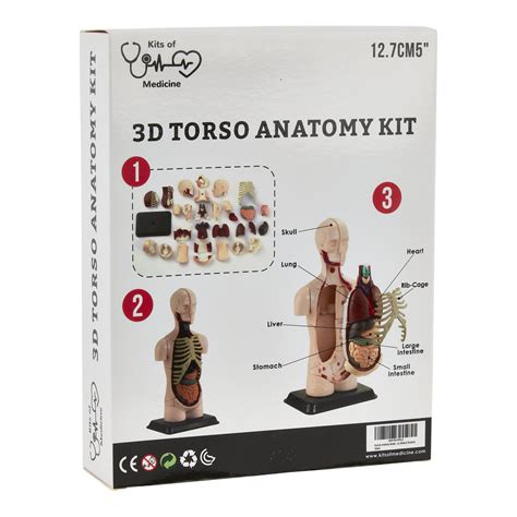 D Torso Anatomy Kit Pieces Kits Of Medicine