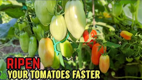 This Works Real Well To Ripen Tomatoes On The Vine Fast And Simple