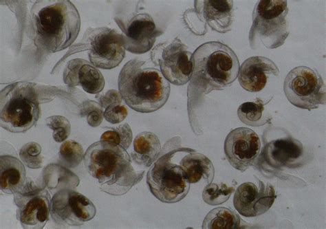 Sea butterfly life cycle threatened by climate change - British