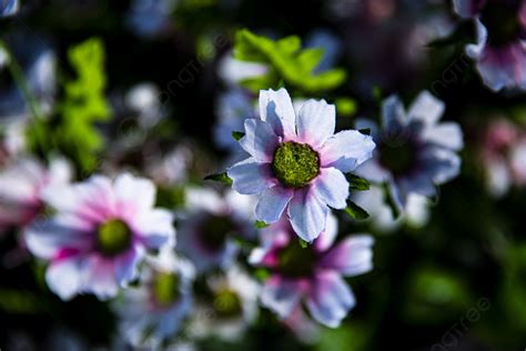 Landscape Photography White Flowers Background, White Flowers, Scenery ...