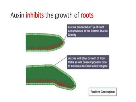 Plant movement - tropic (phototropic and geotropic) and nastic