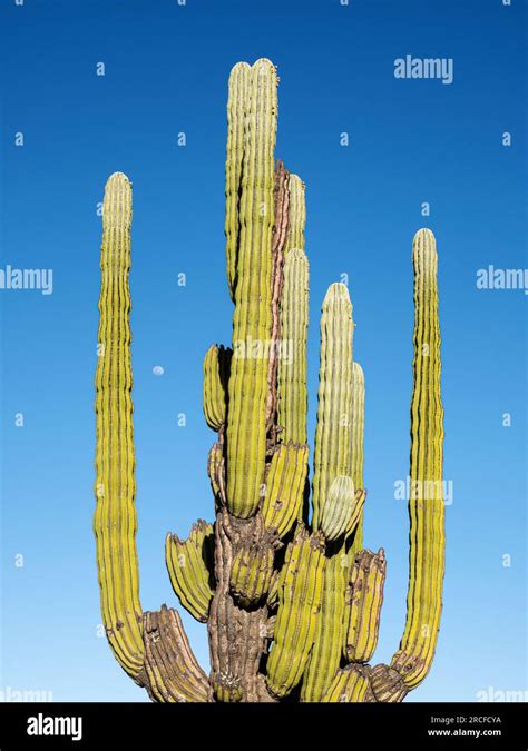 Cardon Cactus Pachycereus Pringlei With Nearly Full Moon In Bahia De