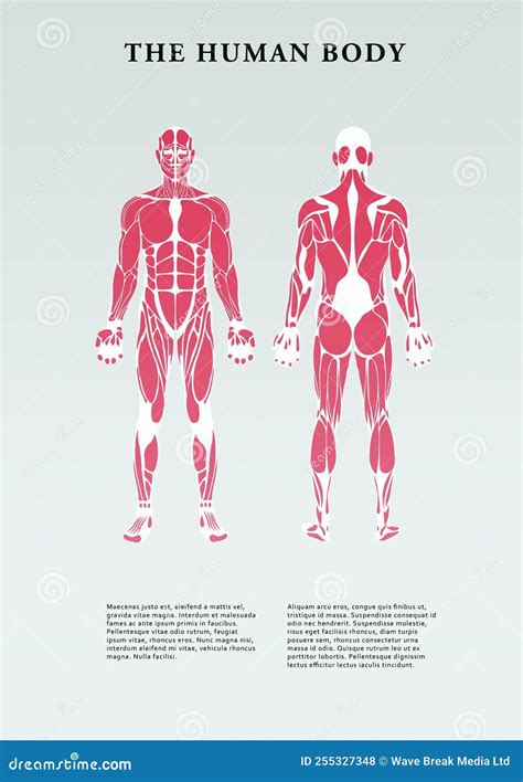 Vista Frontal Y Trasera Del Cuerpo Humano Stock De Ilustraci N