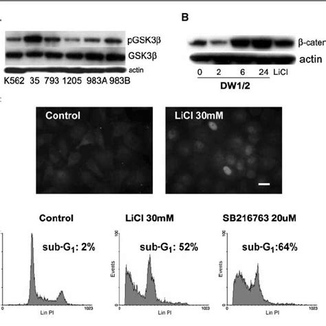 Knockdown of p53 reduces DW1/2-induced apoptosis in human melanoma ... 