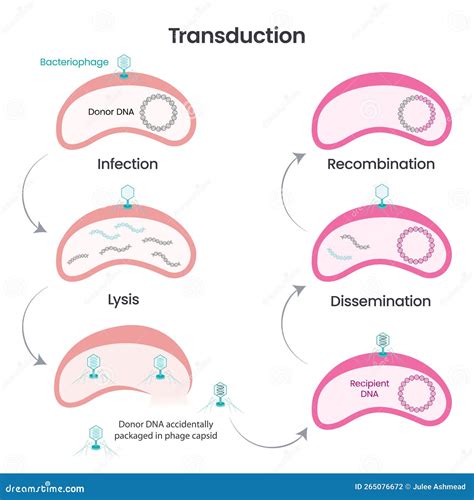 Horizontal Gene Transfer Via Transduction Vector Illustration