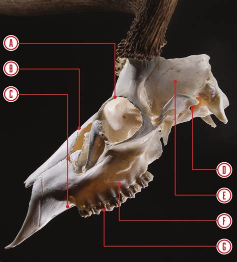 Whitetail Deer Skull Anatomy