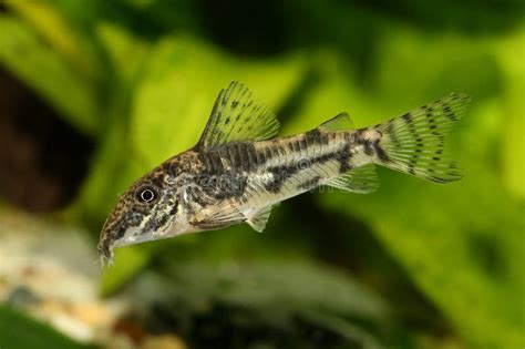 Katfisch Korydoras Oder Bartfisch Aquarium Fisch Corydoras Barbatus