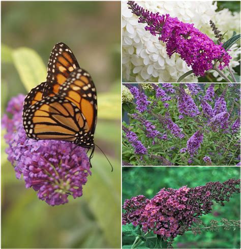 Buddleia - Multiple Varieties | Butterfly Bush | Shades of Green Inc.