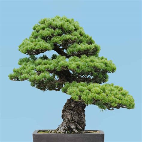 10 Indoor Bonsai Trees For Beginners: Tree Care Guide