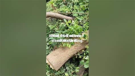 Tree Cutting The Satisfying Thud Of A Tree Falling Youtube