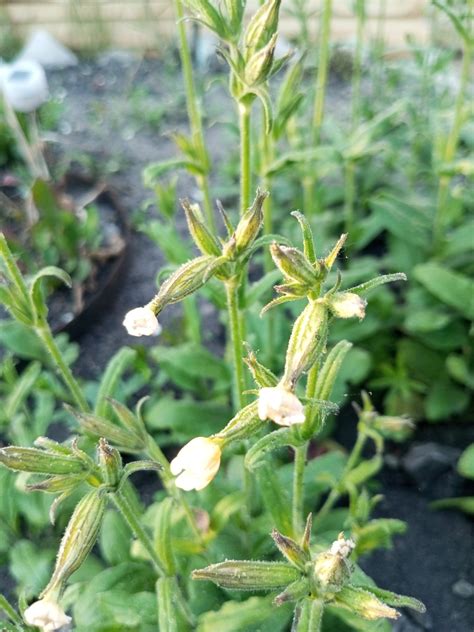 Night Flowering Catchfly From On June