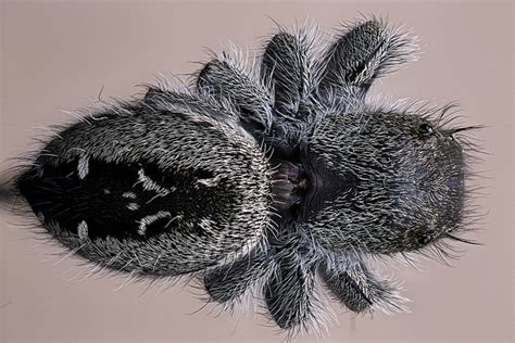 Phidippus audax – Macroscopic Solutions | INSPIRING DISCOVERY