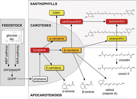 Biosynthesis Of Carotenoids And Apocarotenoids By Microorganisms And