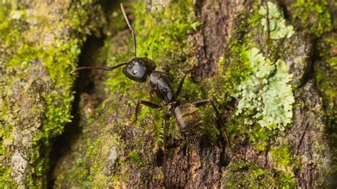 How To Get Rid Of Carpenter Ants Diy Pest Control