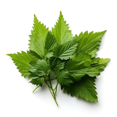 Variety Of Nature Stinging Nettle Leaves Type Of Herb Urtica Dioica