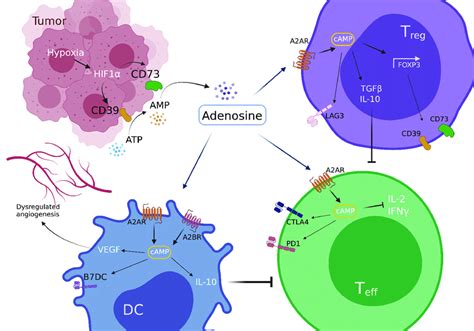 Adenosine Mediated Modulation Of Immune Cell Function In The Tumor