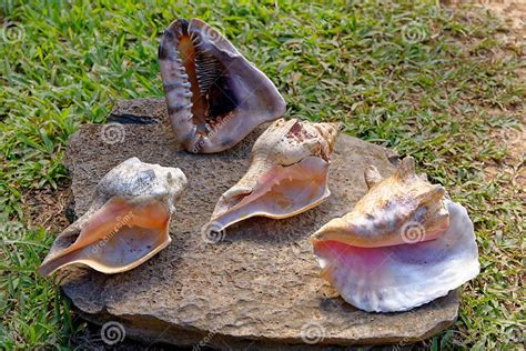 Old Native Cuban Ritual Objects Stock Image Image Of Mayan Mystical