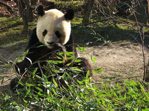 Giant Panda Bear Pictures - AZ Animals