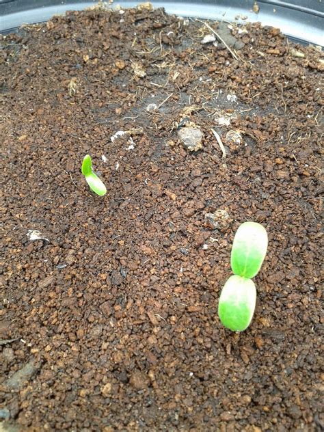 How To Plant Cantaloupe Seeds In Container Box|Growing Cantaloupe