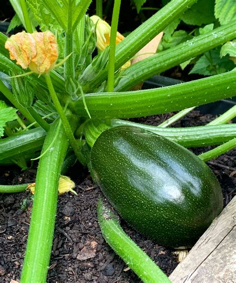 Zucchini Companion Plants The Best Plants To Grow With Them Homes