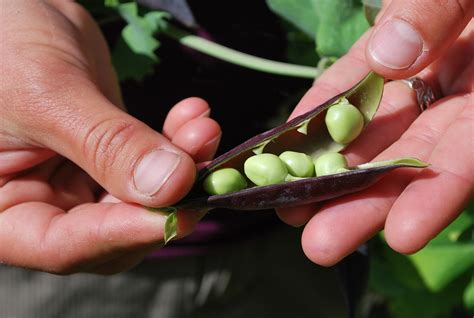 Kacang Polong Memanen Makanan Foto Gratis Di Pixabay Pixabay