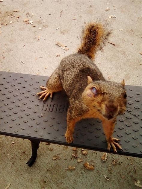 Another injured squirrel : r/squirrels