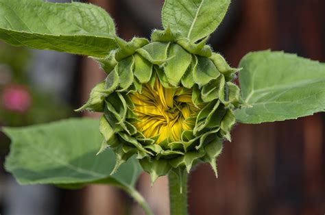 Girasol Flor Que Se Abre Foto Gratis En Pixabay Pixabay