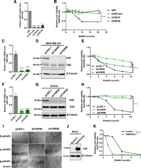 Figure 1 From The Hippo Pathway Effector YAP Promotes Ferroptosis Via