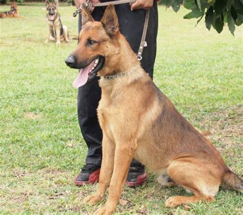 Бельгийская овчарка малинуа: фото собаки, цена, описание породы ...