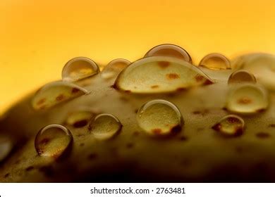 Photo Starch Grains Under Microscope Stock Photo 2223022951 | Shutterstock