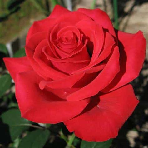 Grow Roses the Old-Fashioned Way - Off The Grid News