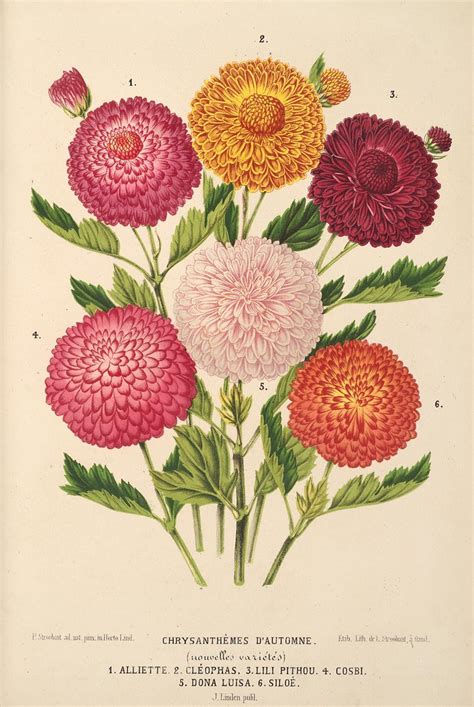 N44 W1150 L Illustration Horticole Gand Belgium Imprim Flickr