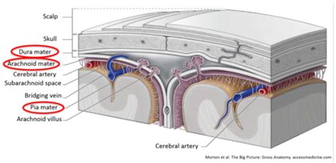 [NS] Meninges Flashcards | Quizlet