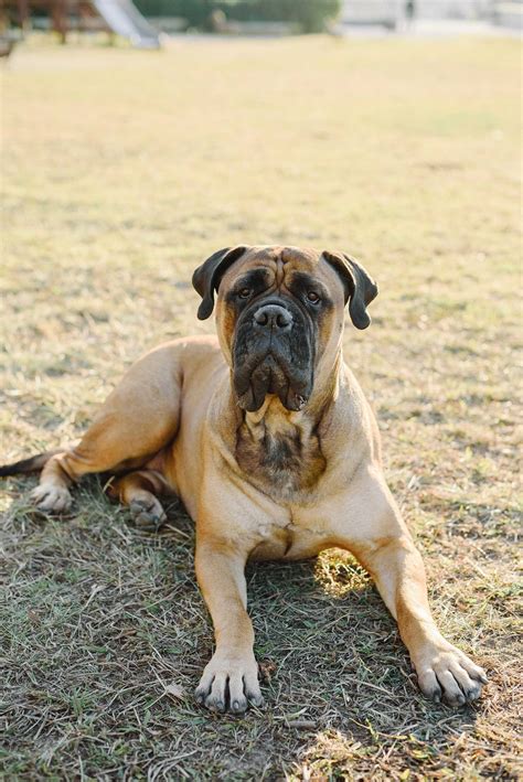 Bullmastiff Breed