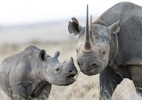 Black Rhino | Will Burrard-Lucas