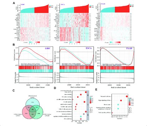 AJUBA Related Gene Enrichment Analysis A The Heatmap Shows The Top