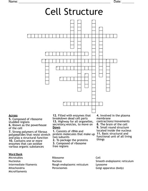 Cell Structure Crossword Wordmint