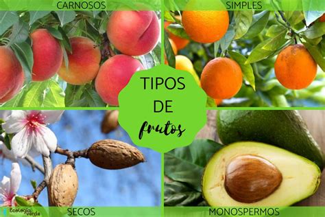 Tipos De Frutos Clasificación Y Características