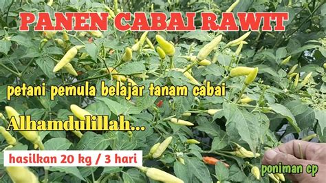 PANEN CABAI RAWIT Petani Pemula Belajar Tanam Cabai YouTube