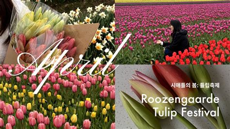 4월 워싱턴 튤립 축제 Tulip Festival Roozengaarde Youtube