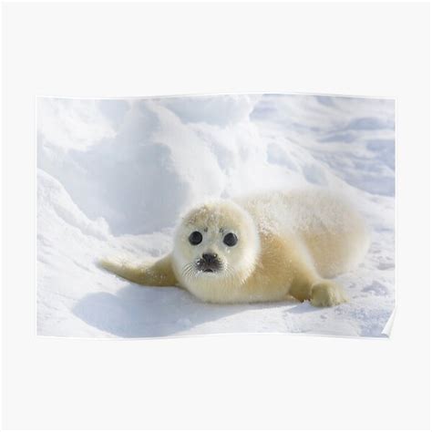 "Cute Baby Seal" Poster for Sale by KnightSteel | Redbubble