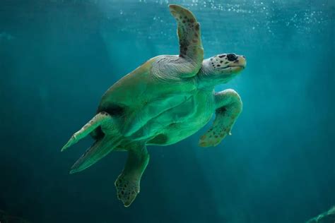 Loggerhead sea turtle — Stock Photo © wrangel #143512347