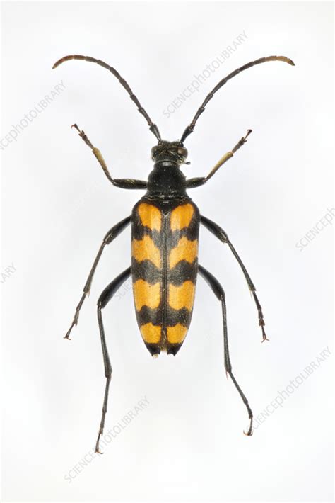 Longhorn beetle - Stock Image - C057/3894 - Science Photo Library