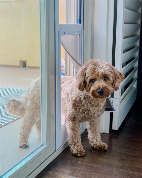 Dog Doors for Sliding Glass Door | PetSafe®