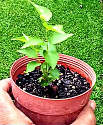 How To Grow Apricot Tree From Seed Apricot Seed Germination