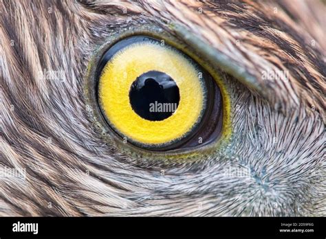 eagle eye close-up, eye of the Goshawk Stock Photo - Alamy