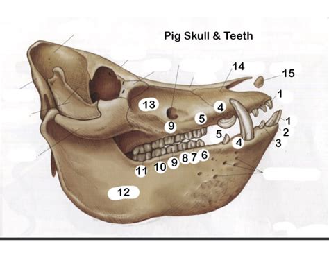 pig skull and teeth Quiz