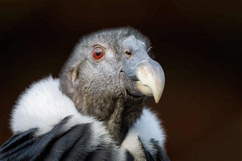 California Condor Size and Wingspan — Just How Big Are They? - A-Z Animals