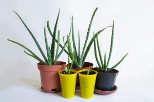 Aloe Vera Propagation - Aloe Vera Plant, Juice, Gel, Uses & Benefits